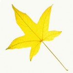 Two Fall Leaf Projects